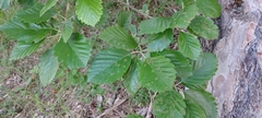 Karpatiosorbus