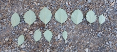 Karpatiosorbus