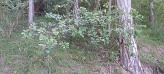 Karpatiosorbus