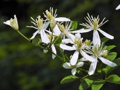Clematis chinensis tatushanensis
