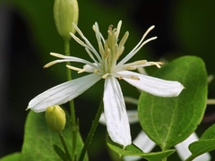 Clematis chinensis tatushanensis