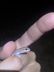 Hemidactylus squamulatus