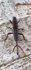 Hormocerus reticulatus