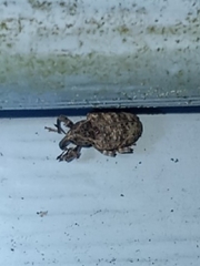 Conotrachelus seniculus