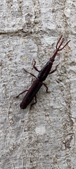 Hormocerus reticulatus