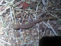 Hemidactylus squamulatus