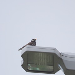 Spodiopsar cineraceus