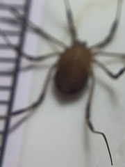 Eumesosoma