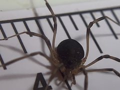 Eumesosoma
