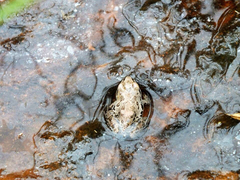 Pseudacris streckeri