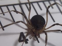 Eumesosoma