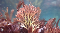 Melanthalia abscissa