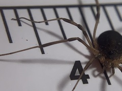 Eumesosoma