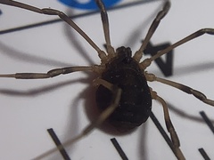 Eumesosoma