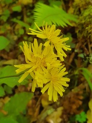 Crepis lampsanoides