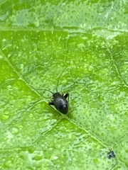 Microtechnites bractatus