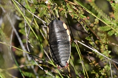 Polyzosteria limbata