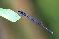 Prodasineura autumnalis