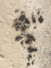 Nyctereutes procyonoides