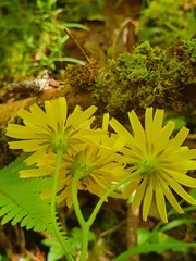 Crepis lampsanoides