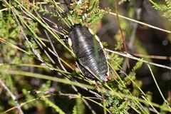 Polyzosteria limbata