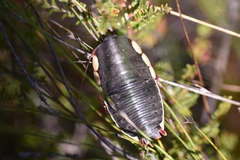 Polyzosteria limbata