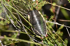 Polyzosteria limbata