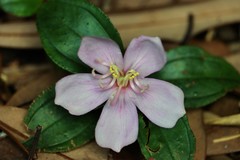 Melastoma dodecandrum