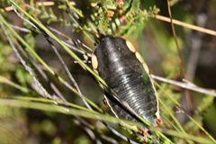 Polyzosteria limbata