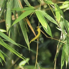 Aegithina lafresnayei