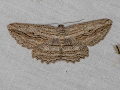 Scioglyptis loxographa