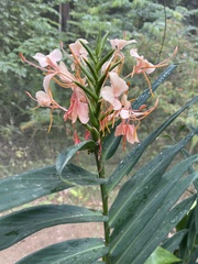 Hedychium coccineum