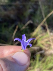 Wahlenbergia queenslandica