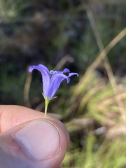 Wahlenbergia queenslandica