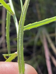 Wahlenbergia queenslandica