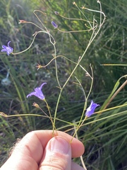 Wahlenbergia queenslandica