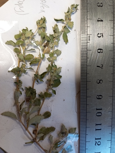 Atriplex spinibractea