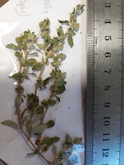 Atriplex spinibractea