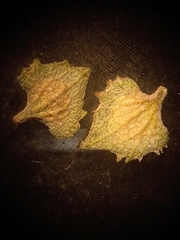 Atriplex spinibractea