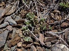 Penstemon purpusii