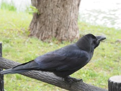 Corvus macrorhynchos
