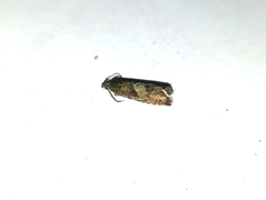 Dichrorampha aeratana