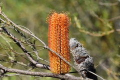 Banksia ericifolia