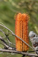 Banksia ericifolia
