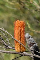 Banksia ericifolia