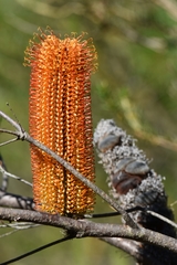 Banksia ericifolia
