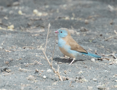 Uraeginthus cyanocephalus