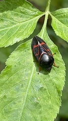 Okiscarta uchidae