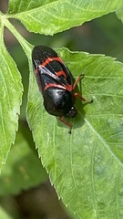 Okiscarta uchidae