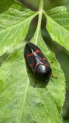 Okiscarta uchidae